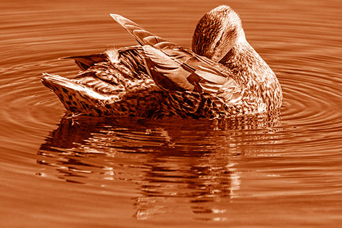 Water Rippling Mallard Duck Grooming Self (Orange Shade)