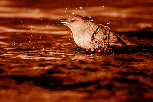Water Splashing American Dipper Feasting On Larvae (Orange Shade)