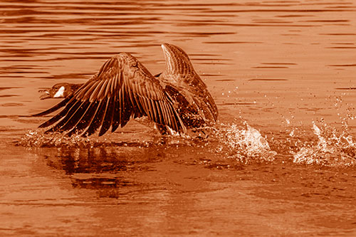 Water Splashing Canadian Goose Taking Flight Off Lake (Orange Shade)