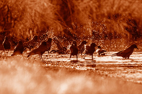 Water Splashing Crows Enjoy Bird Bath Along River Shore (Orange Shade Photo)