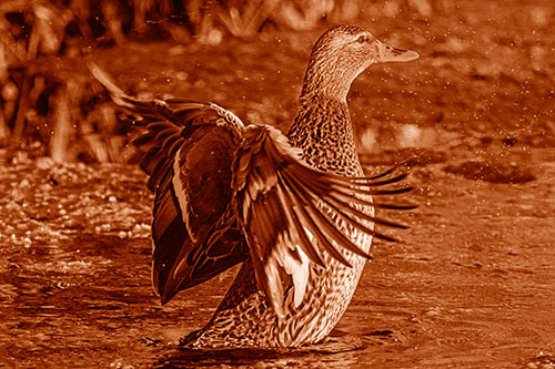 Water Splashing Mallard Duck Flapping Wings Among Pond (Orange Shade Photo)