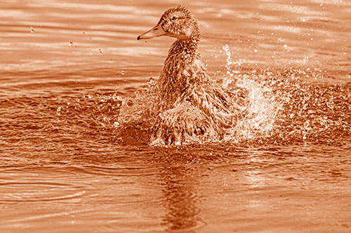 Water Splashing Mallard Duck Taking Bird Bath (Orange Shade)