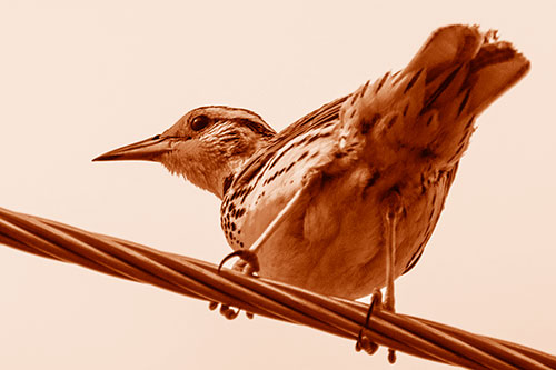 Western Meadowlark Keeping Watch Atop Powerline Wire (Orange Shade)