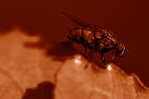 Wet Cluster Fly Walks Along Leaf Rim Edge (Orange Shade Photo)
