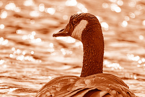 Wet Headed Canadian Goose Among Glistening Water (Orange Shade)