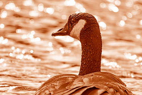 Wet Headed Canadian Goose Among Glistening Water (Orange Shade Photo)