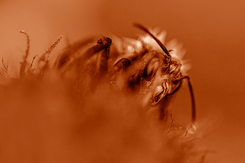 Wet Honey Bee Hiding Among Blanket Flower (Orange Shade)