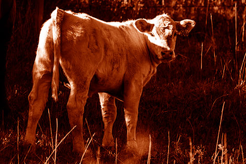 White Cow Calf Looking Backwards (Orange Shade Photo)