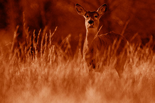 White Tailed Deer Stares Behind Feather Reed Grass (Orange Shade Photo)