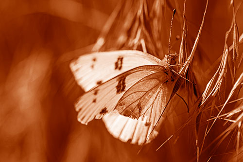 White Winged Butterfly Clings Grass Blades (Orange Shade Photo)