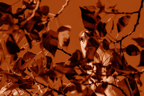 Wide Eyed Black Crowned Night Heron Looking Down From Tree Branch (Orange Shade)