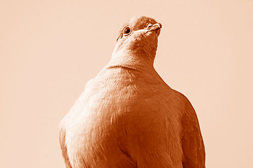 Wide Eyed Collared Dove Keeping Watch (Orange Shade Photo)