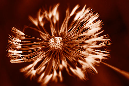 Wind Blowing Partial Puffed Dandelion (Orange Shade Photo)