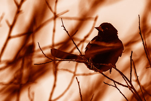 Wind Gust Blows Red Winged Blackbird Atop Tree Branch (Orange Shade Photo)