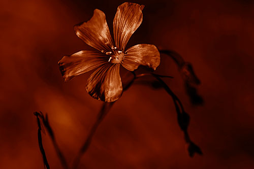 Wind Shaking Flax Flower (Orange Shade Photo)