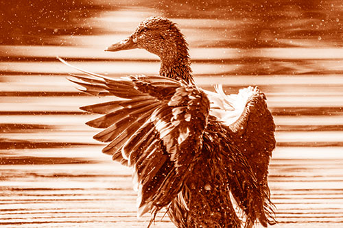 Wing Flapping Mallard Duck Splashing Lake Water (Orange Shade)