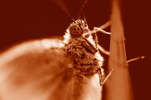 Wood White Butterfly Hugs Grass Blade (Orange Shade Photo)