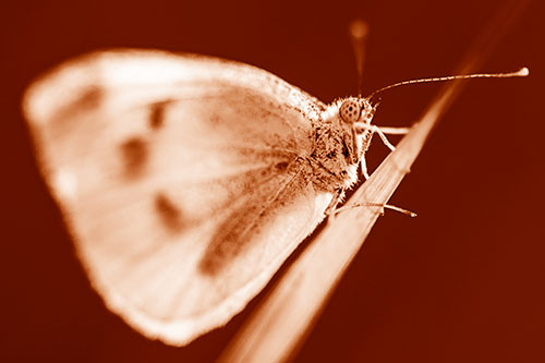 Wood White Butterfly Perched Atop Grass Blade (Orange Shade Photo)