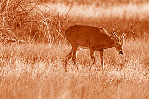 Yawning White Tailed Deer Wanders Among Grass Prairie (Orange Shade)