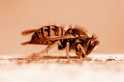 Yellowjacket Wasp Chewing Wood (Orange Shade)