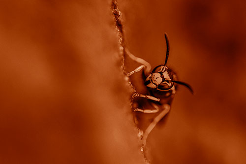 Yellowjacket Wasp Crawling Rock Vertically (Orange Shade Photo)