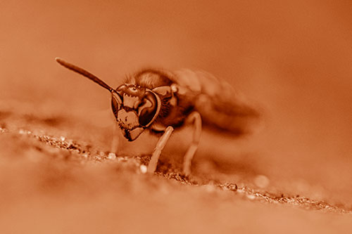 Yellowjacket Wasp Prepares For Flight (Orange Shade Photo)