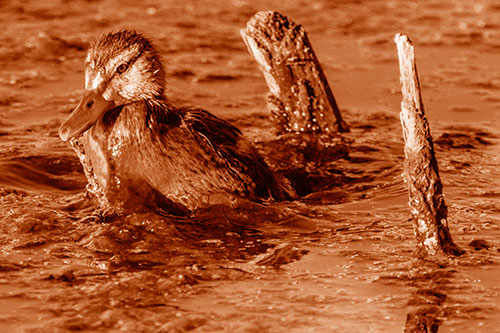 Young Mallard Duckling Playing Among Algae (Orange Shade)
