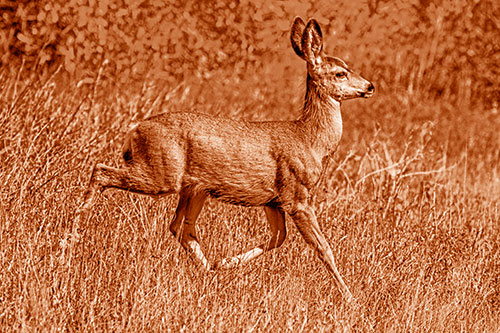 Young Mule Deer Galloping Across Grassland (Orange Shade)