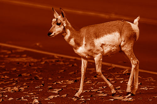 Young Pronghorn Crosses Leaf Covered Road (Orange Shade Photo)
