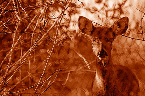 Young White Tailed Deer Watches Through Chain Link Fence (Orange Shade)