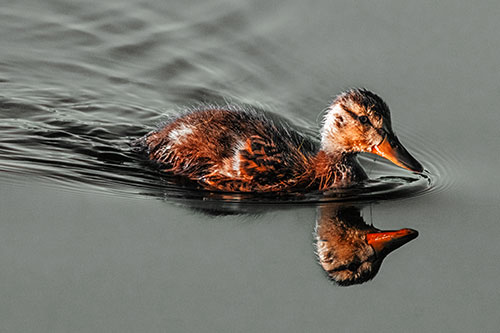 Aging Mallard Duckling Swimming Through Calm Water (Orange Tint)
