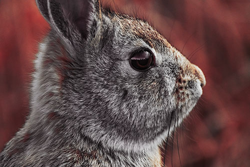 Alert Bunny Rabbit Detects Noise (Orange Tint Photo)