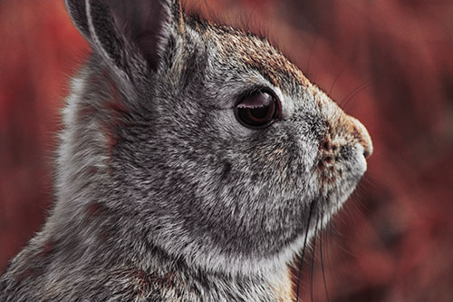 Alert Bunny Rabbit Detects Noise (Orange Tint)
