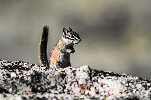 Alert Chipmunk Extending Tail Upwards (Orange Tint)