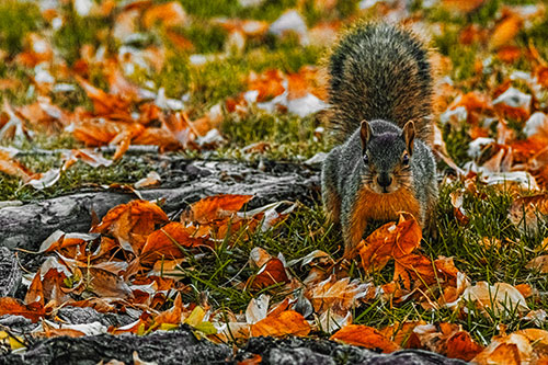 Alert Squirrel Freezes Among Fall Leaves (Orange Tint)