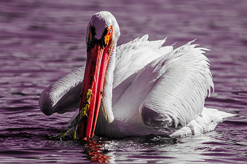 Algae Beaked Pelican Fishes For Salamanders (Orange Tint)