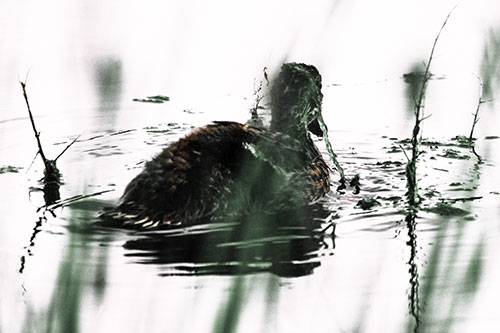 Algae Covered Loch Ness Mallard Monster Duck (Orange Tint Photo)
