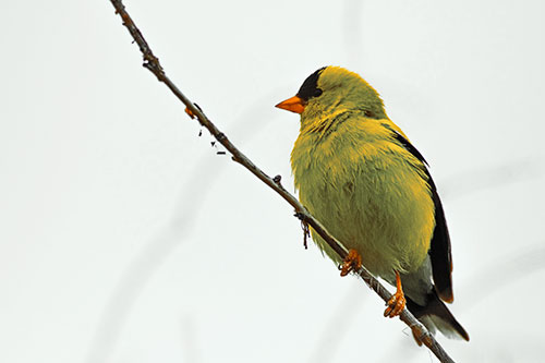 American Goldfinch Perched Along Slanted Branch (Orange Tint)