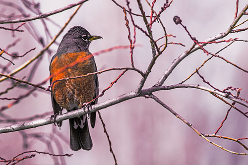 American Robin Looking Sideways Among Twisting Tree Branches (Orange Tint)