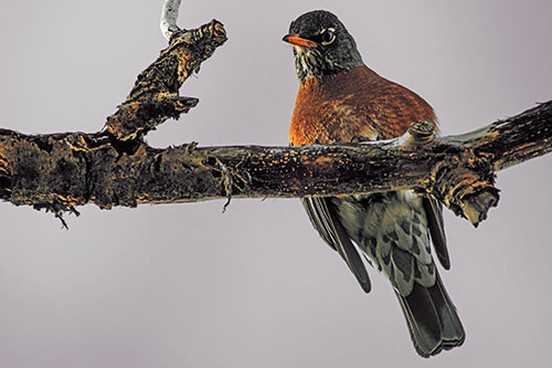 American Robin Perched Along Thick Decomposing Tree Branch (Orange Tint Photo)