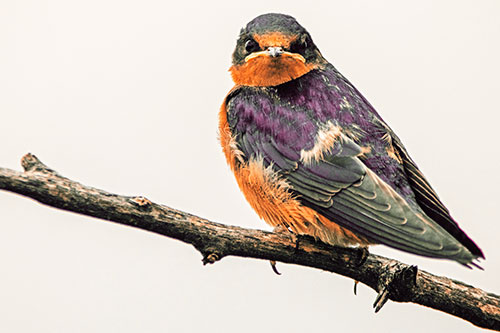 Angry Barn Swallow Looking Backwards (Orange Tint)
