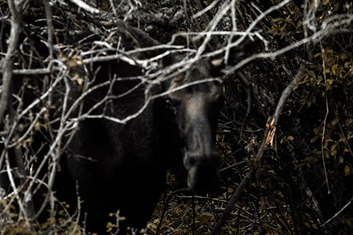 Angry Faced Moose Behind Tree Branches (Orange Tint Photo)