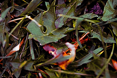 Angry Rotting Triangular Leaf Face (Orange Tint)