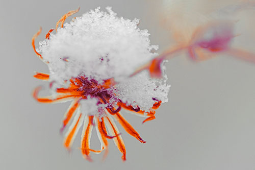 Angry Snow Faced Aster Screaming Among Cold (Orange Tint Photo)
