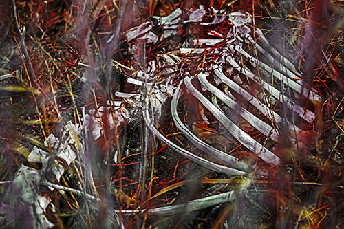 Animal Skeleton Remains Resting Beyond Plants (Orange Tint Photo)