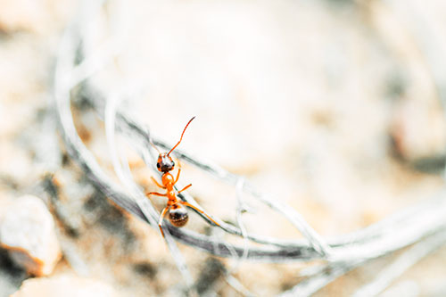 Ant Celebrating On A Curved Stick (Orange Tint Photo)