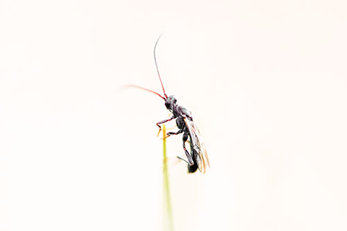 Ant Clinging Atop Piece Of Grass (Orange Tint Photo)