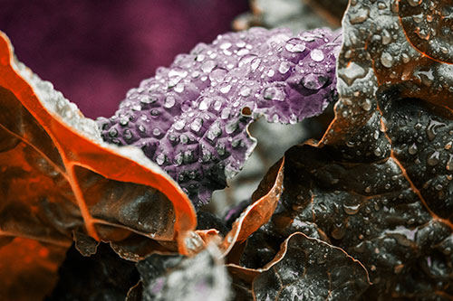 Arching Leaf Water Droplets (Orange Tint Photo)