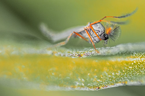 Arm Raising Midge Fly Standing Among Leaf (Orange Tint)
