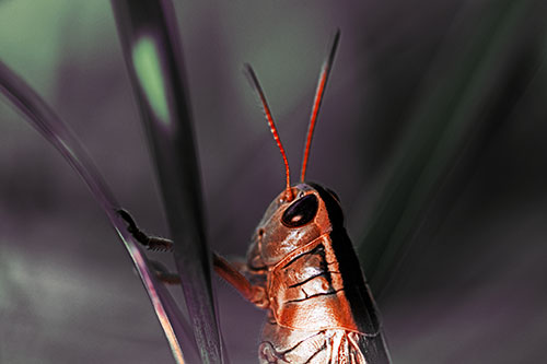 Arm Resting Grasshopper Watches Surroundings (Orange Tint Photo)